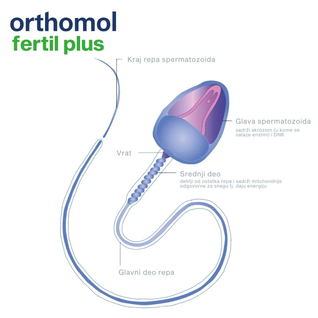 Orthomol Fertil Plus 30 Doza za Pokretljivost Spermatozoida i Mušku Plodnost